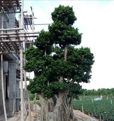 A Complete Guide to Growing Ficus Microcarpa (From Seed Selection to Propagation, Helping You Easily Create a Lush Green Home)