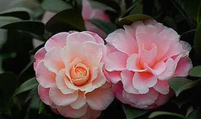 The Meaning and Symbolism of Camellia Flowers (In-depth Analysis of 15 Meanings and Symbolisms of Camellia Flowers)