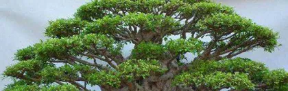 小叶榕树的养殖全攻略(从选种到繁殖,让你轻松打造绿意盎然的家园)2