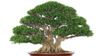 小叶榕树的养殖全攻略(从选种到繁殖,让你轻松打造绿意盎然的家园)3