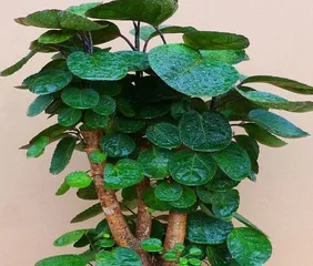 Discover the Magic of Round-leafed Potted Plants (Exploring the Characteristics and Care Tips of Common Round-leaf Plants)