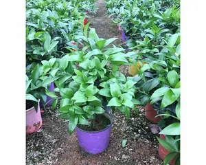 Unveiling the Wonders of Round-Leaf Potted Plants (Exploring the Characteristics and Care Tips of Common Round-Leaf Plants) 2