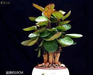Unveiling the Wonders of Round-Leaf Potted Plants (Exploring the Characteristics and Care Tips of Common Round-Leaf Plants) 3