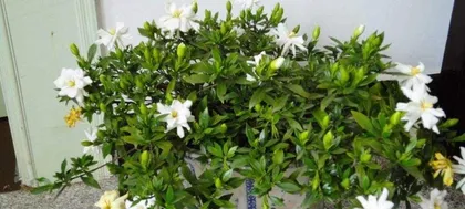 Family Care Tips for Small-leaf Gardenia (Creating a Golden Pearl in the Garden, Care and Precautions for Small-leaf Gardenia)