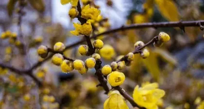 The Truth About  wintersweet Fragrance (Lift the Enchanting Veil of  wintersweet Fragrance and Help You Understand Its Secrets Better)