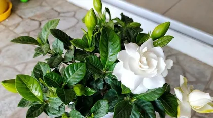 Home Care Tips for Gardenia (Creating a Yellow Pearl in the Garden, Care and Precautions for Gardenia)2