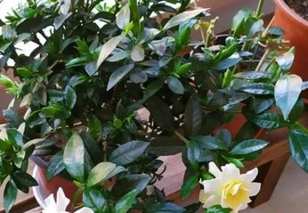 Home Care Tips for Gardenia (Creating a Yellow Pearl in the Garden, Care and Precautions for Gardenia)3