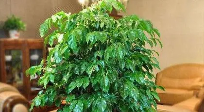 Winter Care for the Happy Tree (How to Help Your Happy Tree Survive the Cold Winter)