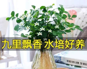 Citrus Medica Indoor Care Guide (Comprehensive Analysis from Selection, Environment, and Maintenance)