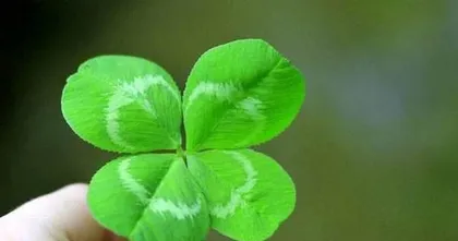 The Season and Characteristics of Four-Leaf Clover Blooming (Spring is the Best Time for Viewing, Attention to Maintenance is Needed in Summer)