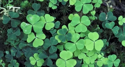 Season and Characteristics of Four-Leaf Clover Blooming (Spring is the best time for viewing, care is needed in summer) 2