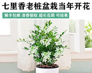 Indoor Care Guide for Murraya paniculata (A comprehensive analysis from selection, environment, and care aspects)2