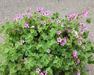 Season and Characteristics of Four-Leaf Clover Blooming (Spring is the best time for viewing, care is needed in summer) 3