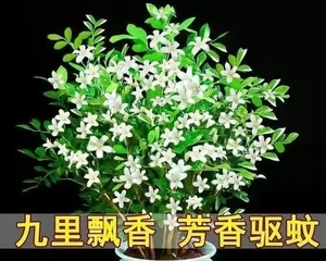Indoor Care Guide for Murraya paniculata (A comprehensive analysis from selection, environment, and care aspects)3