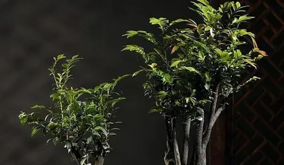 The Cultivation and Care of Small Leaf Rosewood (Suitable Planting Locations, Care Techniques, Characteristics, and Value)