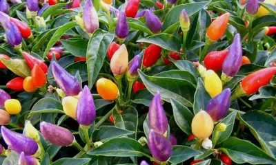 Unveiling the Causes of Wilted Chili Pepper Leaves and Effective Remedies (From Growing Environment, Care Details to Prevention Measures, Helping You Create a Healthy Chili Pepper Garden)