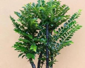 Planting and Care of Pterocarpus santalinus (Suitable Planting Sites, Care Tips, Characteristics and Value) 2