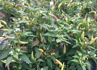 Unveiling the Causes of Wilting Colorful Pepper Leaves and Effective Remedies (From Growing Environment, Care Details to Prevention Measures, Help You Create a Healthy Colorful Pepper Garden)2