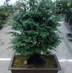 Planting and Care of Pterocarpus santalinus (Suitable Planting Sites, Care Tips, Characteristics and Value) 3