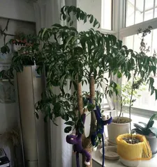 H幸福 tree old stump cultivation methods and maintenance guide (Creating natural art in the garden, all key points for old stump planting are covered)