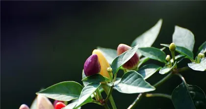 Unveiling the Causes of Wilting Colorful Pepper Leaves and Effective Remedies (From Growing Environment, Care Details to Prevention Measures, Help You Create a Healthy Colorful Pepper Garden)3