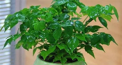 Guide to Cultivation and Care of Happiness Tree Old Stump (Creating Natural Artworks in the Garden: A Complete Guide to Old Stump Planting Points) 2