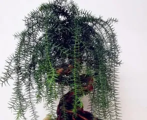 The Care and Precautions for Taiwanese Cypress Bonsai (Creating Healthy and Beautiful Taiwanese Cypress Bonsai)