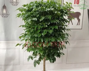 Guide to Cultivation and Care of Happiness Tree Old Stump (Creating Natural Artworks in the Garden: A Complete Guide to Old Stump Planting Points) 3