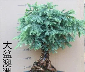 Care Methods and Precautions for Taiwan Fir Bonsai (Creating a Healthy and Beautiful Taiwan Fir Bonsai) 3