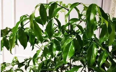 Causes and Remedies for Kumquat Leaf Drop (Analysis of Causes for Kumquat Leaf Drop, Remedies for Kumquat Leaf Drop, Tips for Caring for Kumquats)