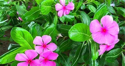 Winter Care for Four-Seasonplum blossom（How to Make Four-Season plum blossom Thrive in Winter）