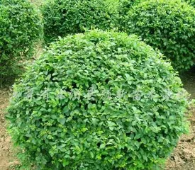 Reasons and Remedies for Kumquat Leaf Drop (Analysis of Reasons, Remedies for Leaf Drop, Tips for Growing Kumquats) 2