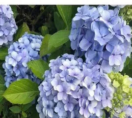 Winter Care for Northern Hydrangeas (How to Protect Northern Hydrangeas from Winter)
