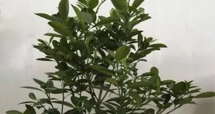 Reasons and Remedies for Kumquat Leaf Drop (Analysis of Reasons, Remedies for Leaf Drop, Tips for Growing Kumquats) 3