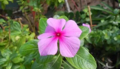 Winter Care for Portulaca Grandiflora (How to Help Portulaca Grandiflora Get Through Winter Better) 2