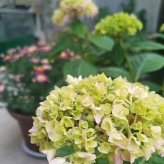 Winter Care for Northern Hydrangeas (How to Protect Northern Hydrangeas for Winter) 2