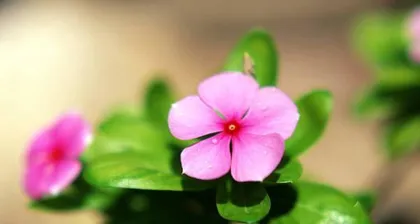 Winter Care for Portulaca Grandiflora (How to Help Portulaca Grandiflora Get Through Winter Better) 3