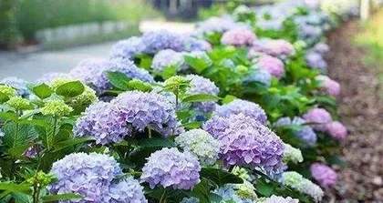 Winter Care for Northern Hydrangeas (How to Protect Northern Hydrangeas for Winter) 3