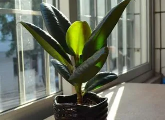 Potting Techniques for Rubber Plants (From Choosing Pots to Care Tips)