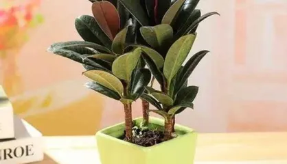 Rubber Tree Potting Tips (From Choosing Deep vs. Shallow Pots to Care Techniques) 2