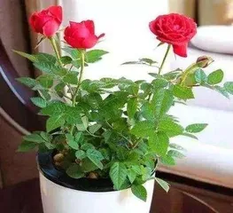 Roses in Pots: A Guide to Cultivation from Selection to Care (Creating a Beautiful Garden)