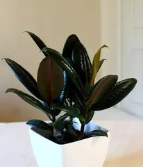 Rubber Tree Potting Tips (From Choosing Deep vs. Shallow Pots to Care Techniques) 3