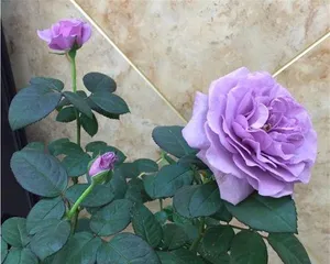 四季玫瑰花盆栽养殖指南(从选购到养护,打造美丽花园)2