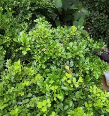Does little leaf boxwood prefer shade or sun? Analyzing the suitable growth environment (exploring the cultivation techniques and planting suggestions for little leaf boxwood)