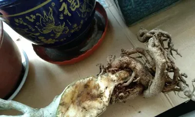 How to Save the Fate of Degraded Peony Roots (Scientific Care, Bringing Peonies Back to Life)