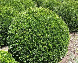Does Littleleaf Boxwood Prefer Shade or Sun? Analyzing the Suitable Growing Environment (Exploring Care Techniques and Planting Suggestions for Littleleaf Boxwood) 2
