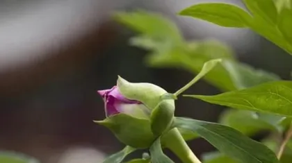 How to Save Peony Root Rot (Scientific Maintenance, Let Peony Regain Vitality) 2