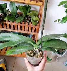 How to Save Peony Root Rot (Scientific Maintenance, Let Peony Regain Vitality) 3