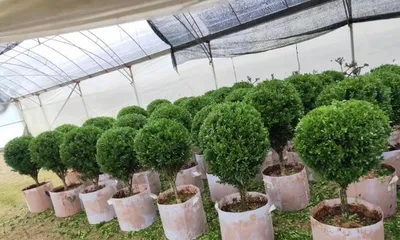 Does Littleleaf Boxwood Prefer Shade or Sun? Analyzing the Suitable Growing Environment (Exploring Care Techniques and Planting Suggestions for Littleleaf Boxwood) 3