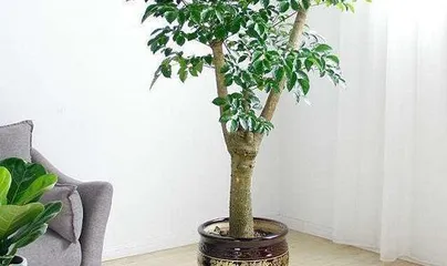 Care Guide for the Happiness Tree (How to Easily Grow a Happiness Tree at Home)